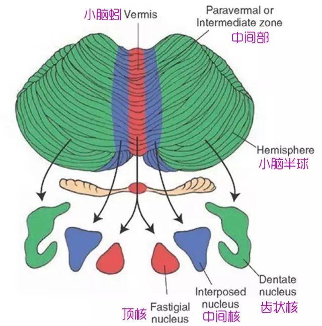 小脑的内部结构