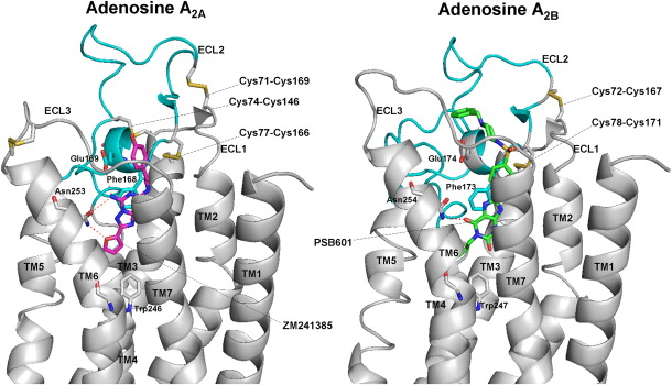 以基于配体/受体的方法深入了解腺苷a2b受体拮抗剂的结合模式