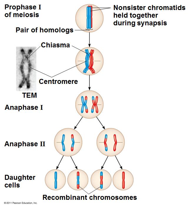 我们身上每个细胞的dna都一样吗