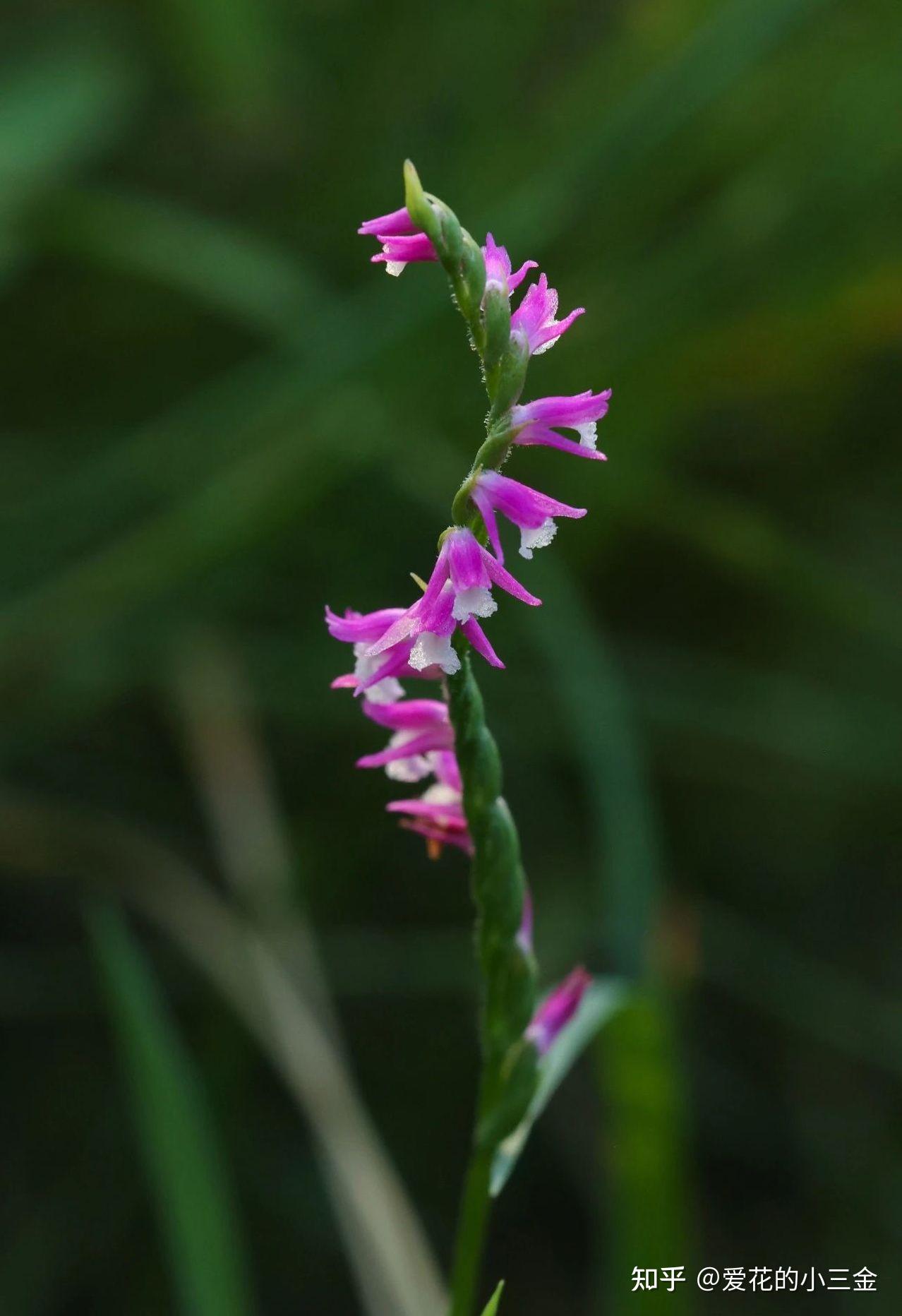 绶草:世界上最小的野生兰花