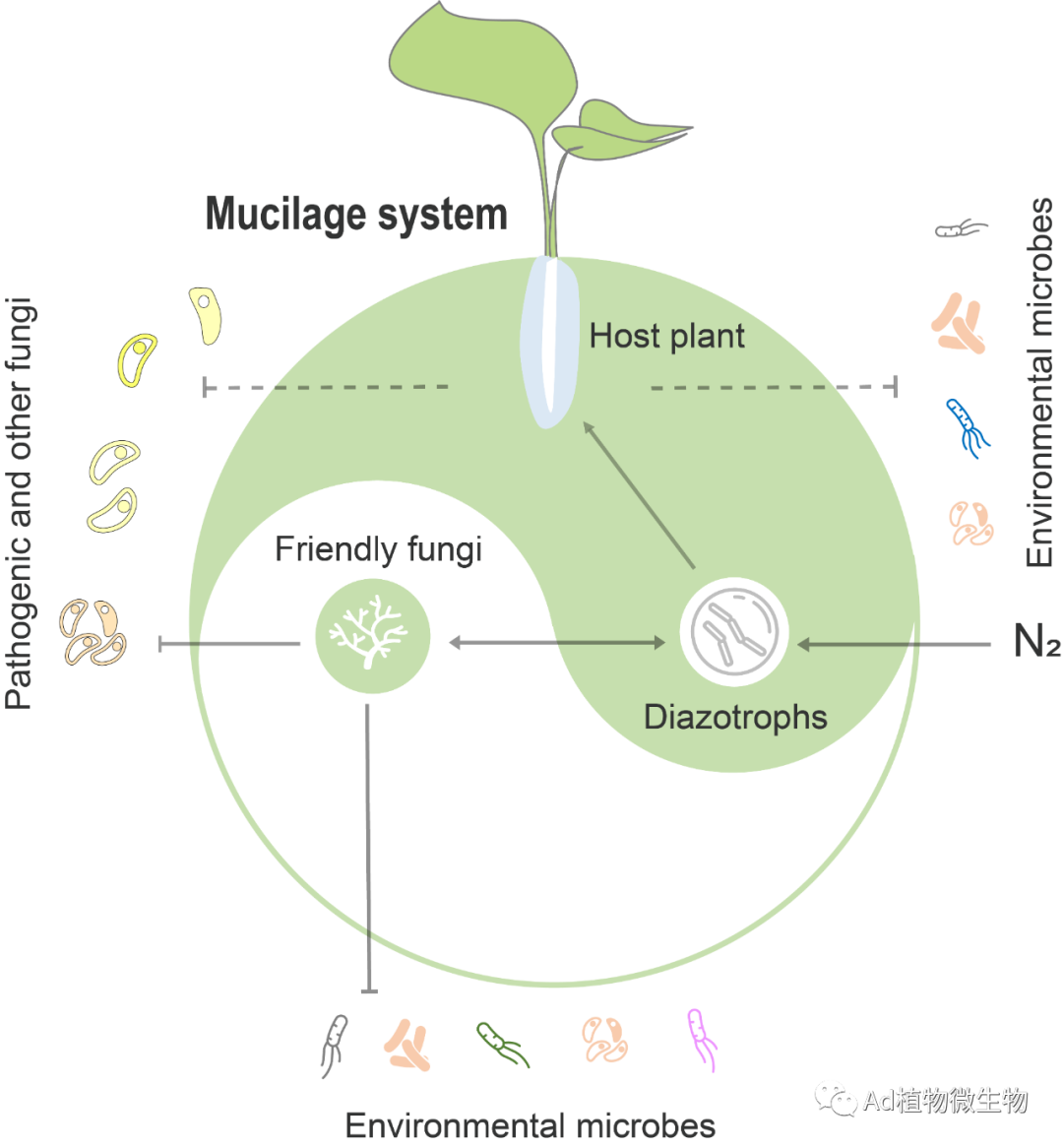 Microbiome | 中科院版纳园等单位解析微生物介导的植物气生根黏液的固氮功能及稳态维持机制! - 知乎