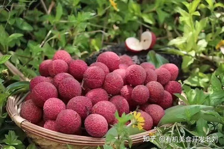 荔枝真的有蛆虫吗？ - 知乎