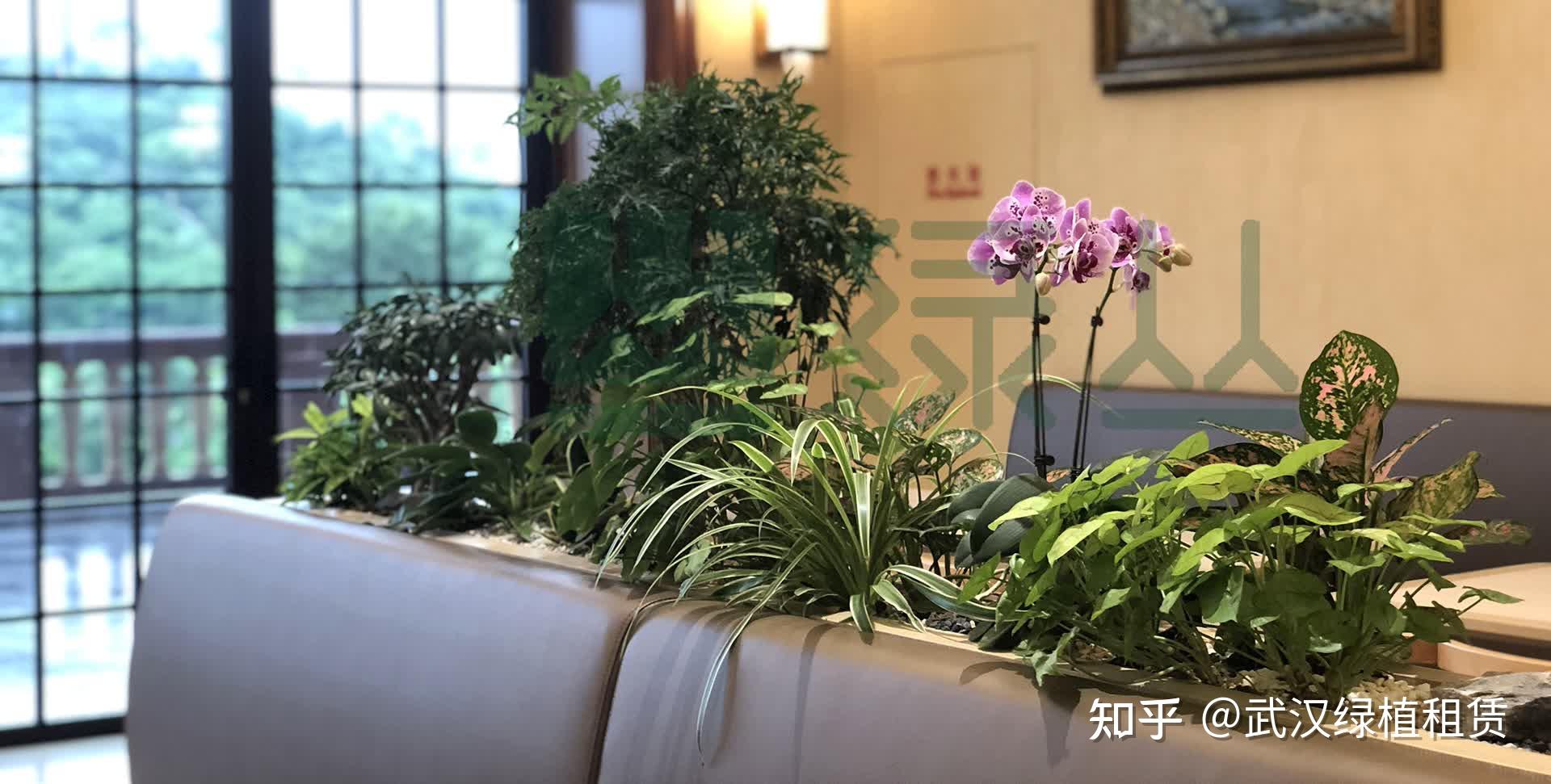 植物租摆报价怎么做
