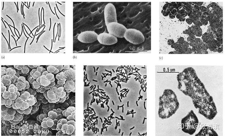 瘤胃中的细菌数量巨大,种类繁多,占瘤胃生物量的50%～80%.