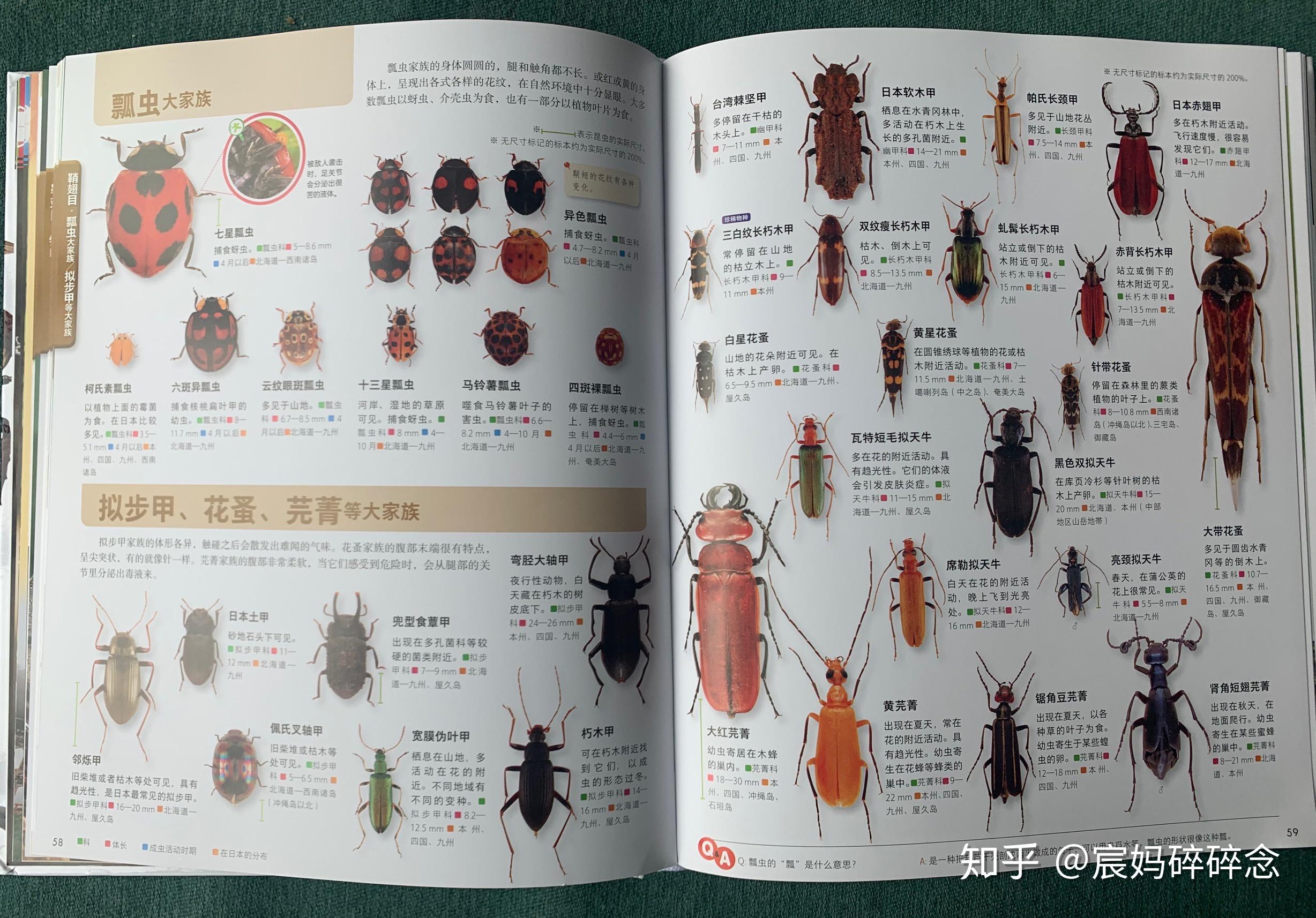 日本讲谈社当家科普图鉴,孩子碾压成人的昆虫集,慎点!