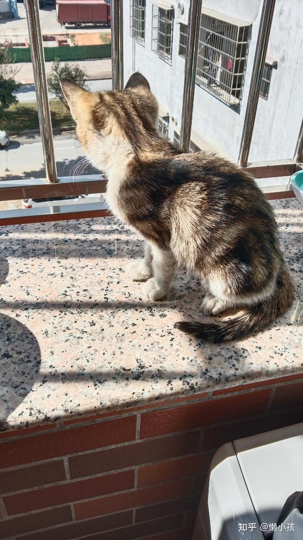 有想要收养流浪猫 横沥 吗 知乎