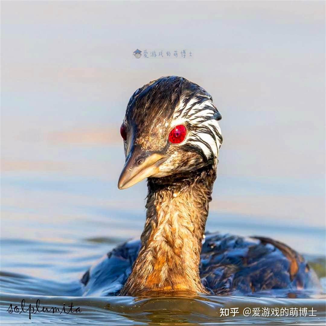 《火影忍者》别天神再现?南美鸟类自带写轮眼,网友:宇智波一族 - 知乎