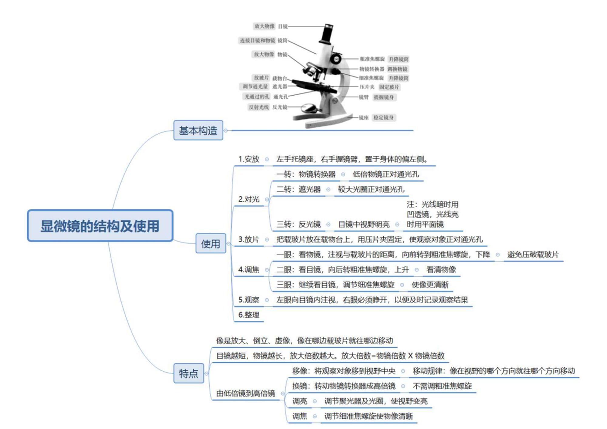 初中生物思维导图简单图片