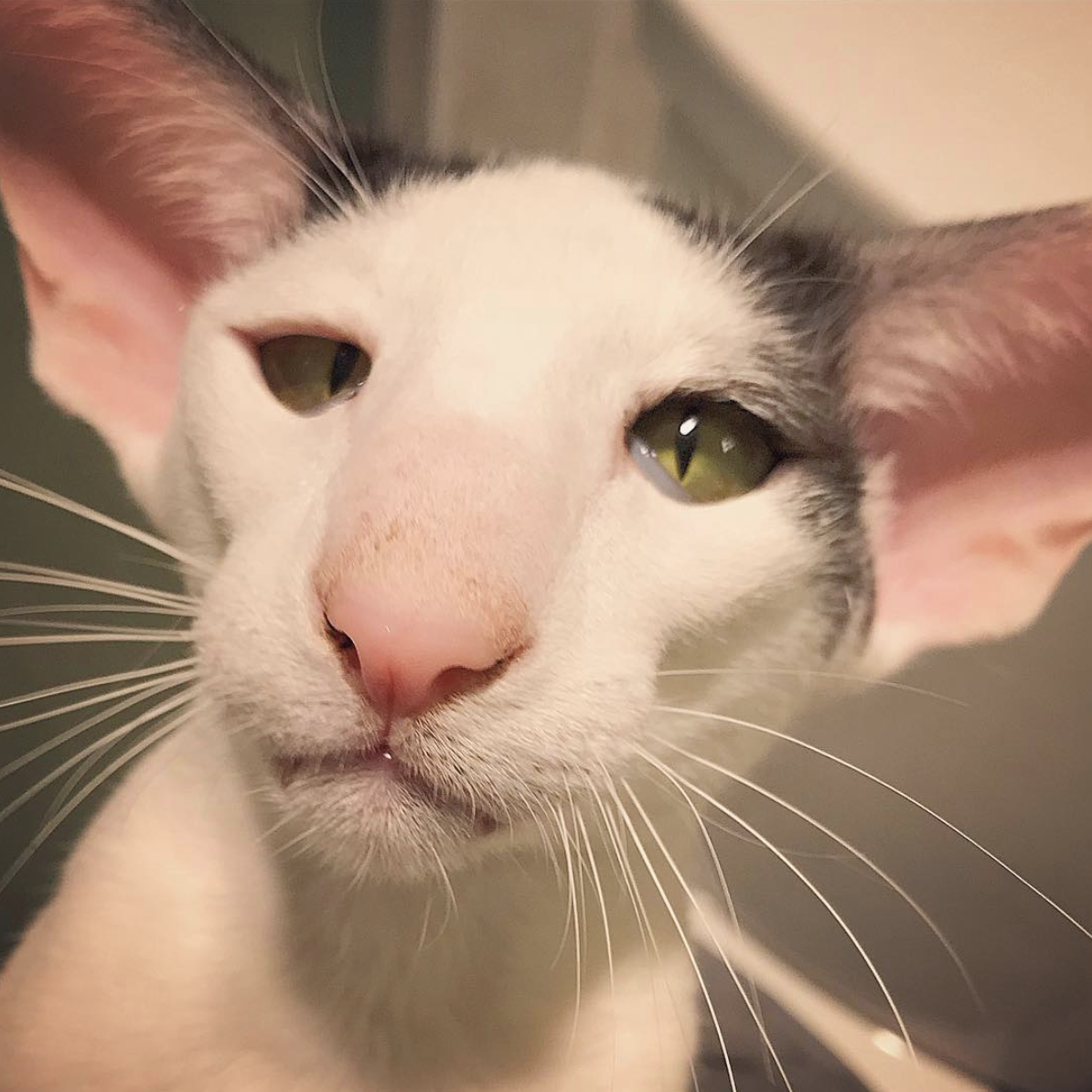 吸猫大会东方短毛猫teddy