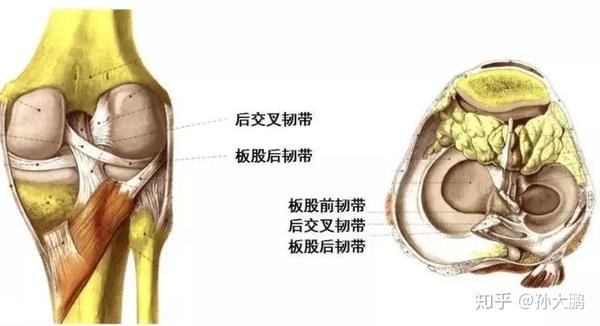 6,髖外展肌群無力: 下蹲時因為膝關節內旋明