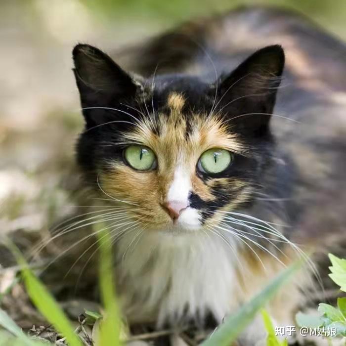 全世界滞销的玳瑁猫养过你才知道有多好