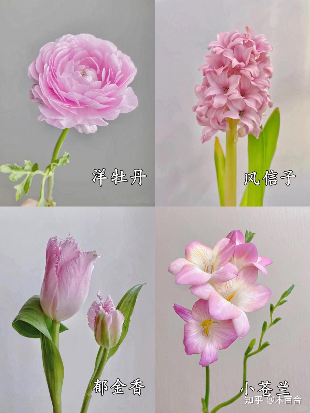 精选36种应季花材,帮你解决选花困难症! - 知乎