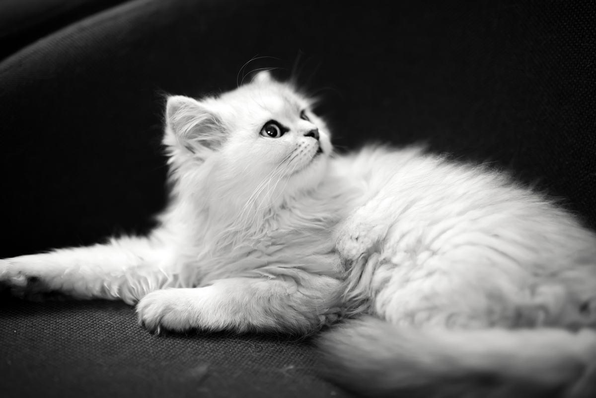 集美貌与智慧于一身的大眼睛自恋猫---金吉拉猫