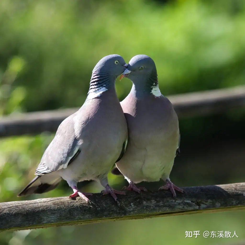 群体喜好,促成新门类诞生 - 知乎
