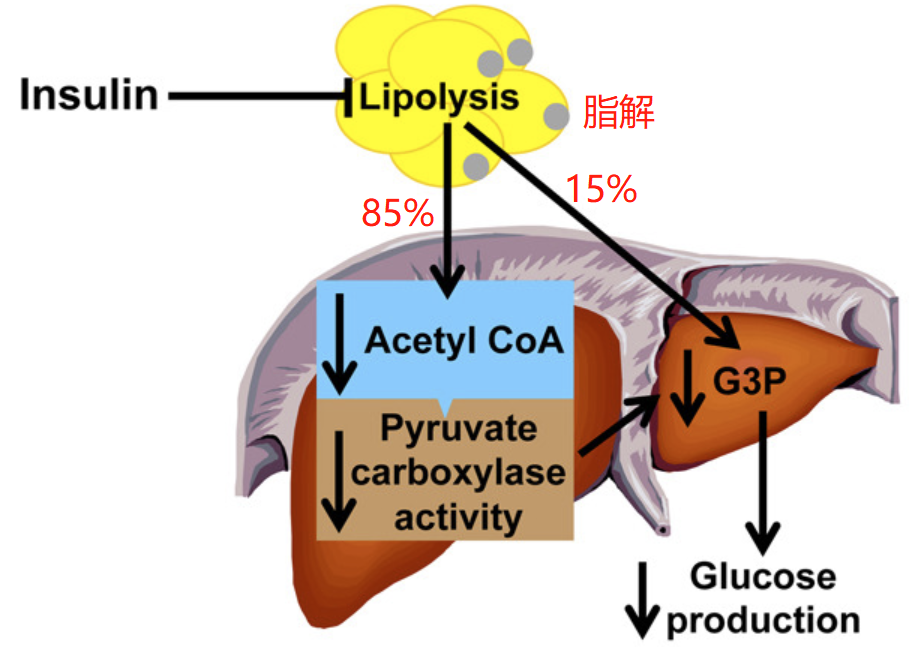 脂解速度決定糖異生速度