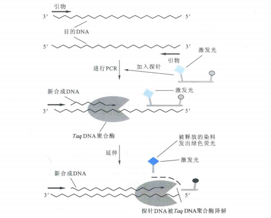 【星耀小课堂】一文全知道|实时定量PCR（qPCR）技术原理解析 - 知乎