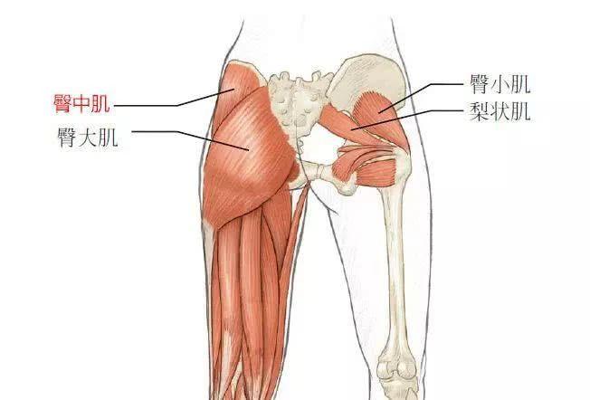 臀中肌训练指南