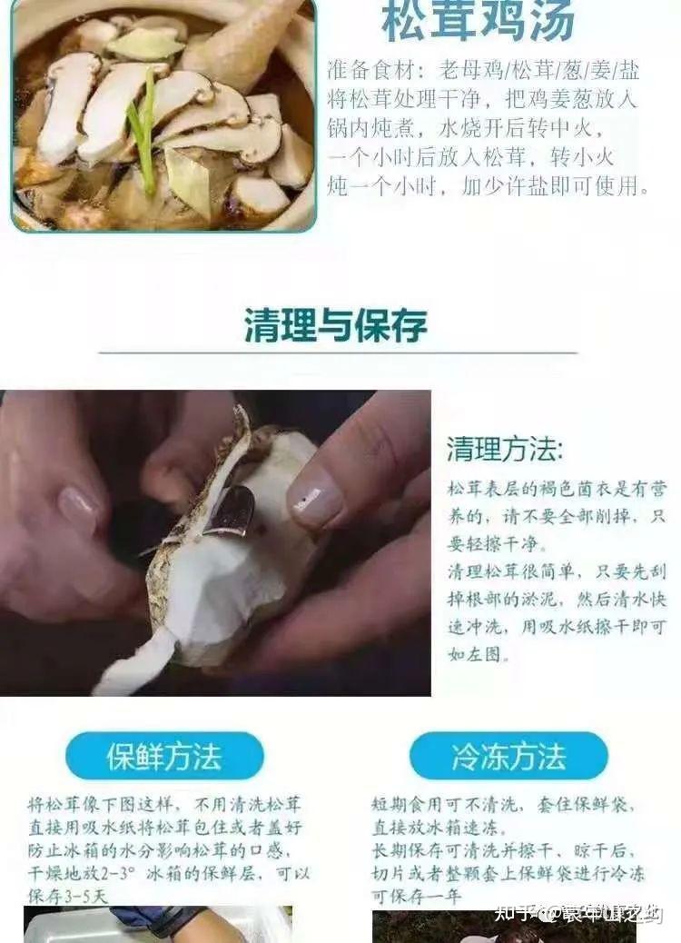 云南野生菌佼佼者——松茸 - 知乎