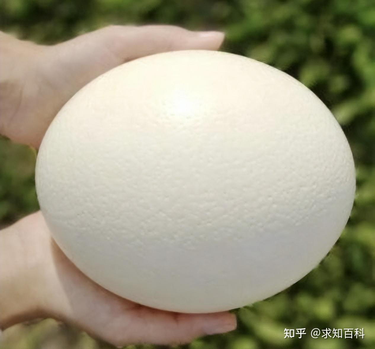 经典网文分享: 先有鸡还是先有蛋？来一节蛋蛋进化史