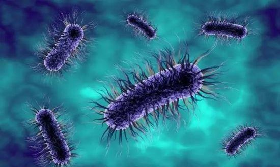 2,傻傻分不清:有害菌or有益菌