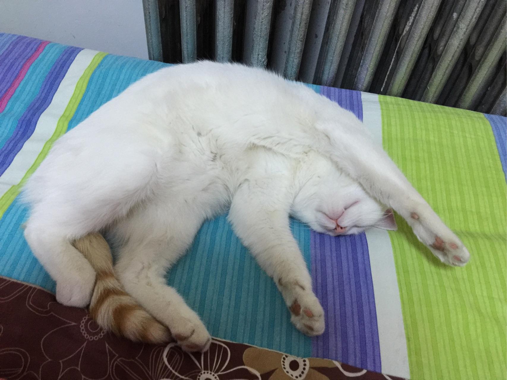 猫可以睡死到什么程度