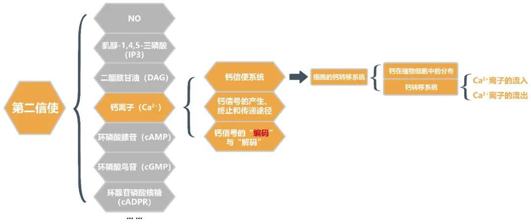 第二信使——钙离子(一) - 知乎