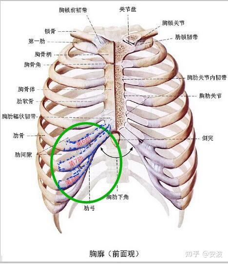 女性右胸下方肋骨图图片