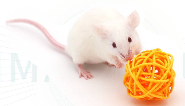 集萃药康鼠库全书丨关于BALB/c，你真的真的了解吗？ - 知乎