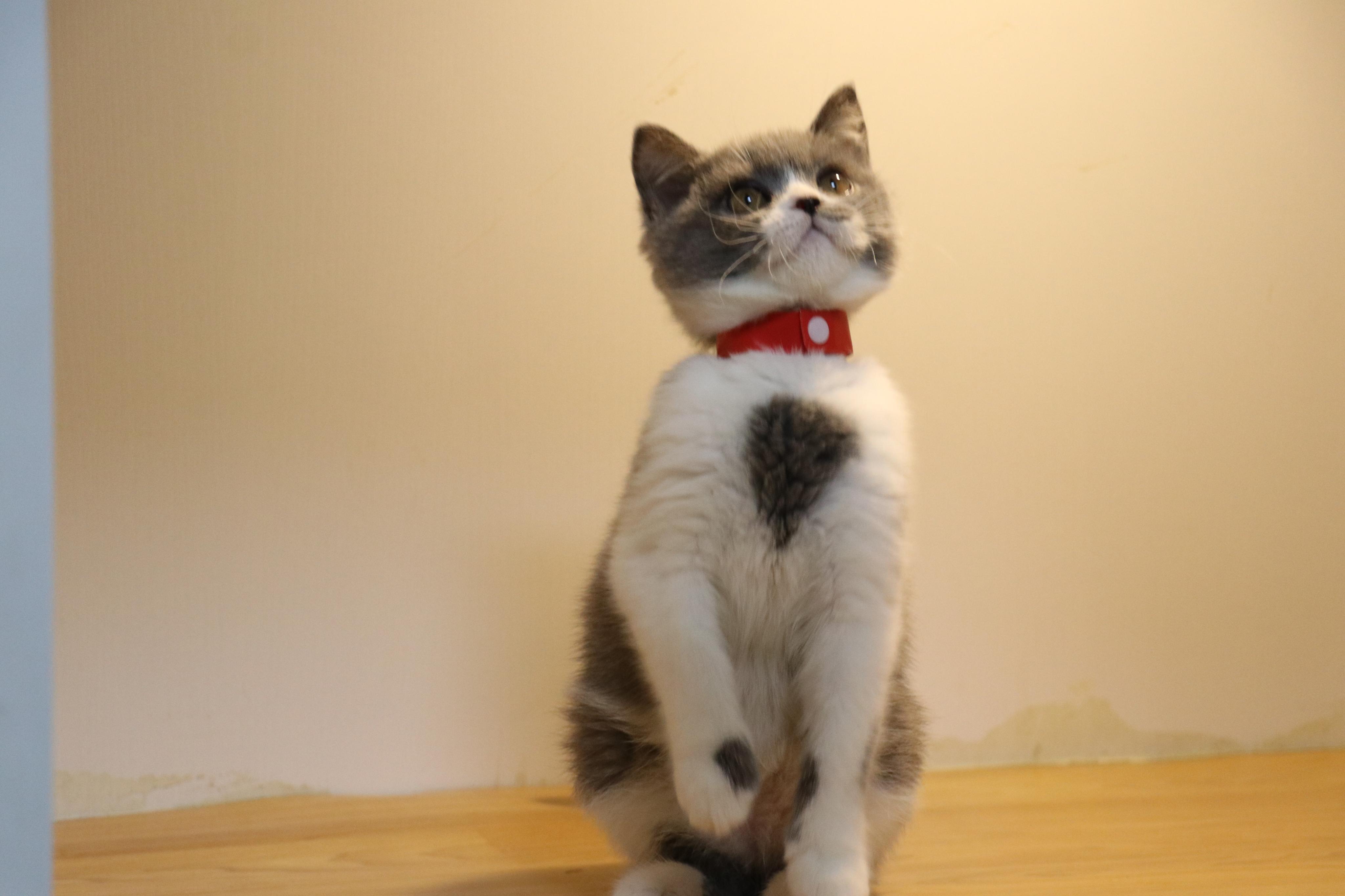 英短蓝白母猫三个月大照片沐米宠物