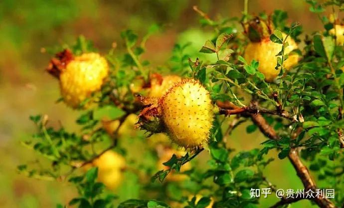 海峡建设者台湾余严尊教授引领走出深山的贵州刺梨有什么优势? - 知乎