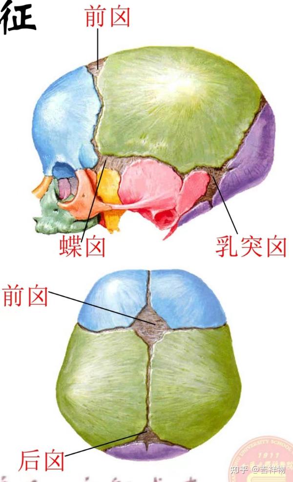 系统解剖学笔记1-颅骨 - 知乎