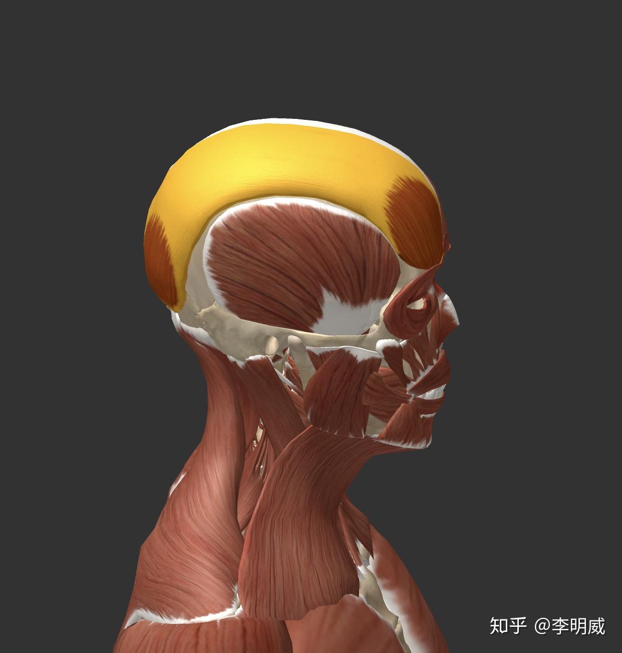 我们来看下方图片,从前额到后脑勺,有额肌,帽状腱膜(黄颜色部分),枕肌