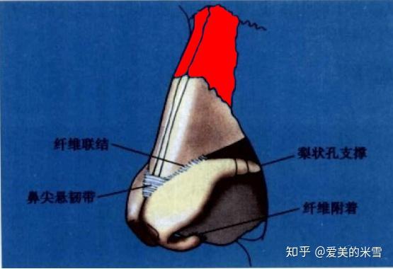 鼻子塌怎么办?只能隆鼻吗? - 知乎