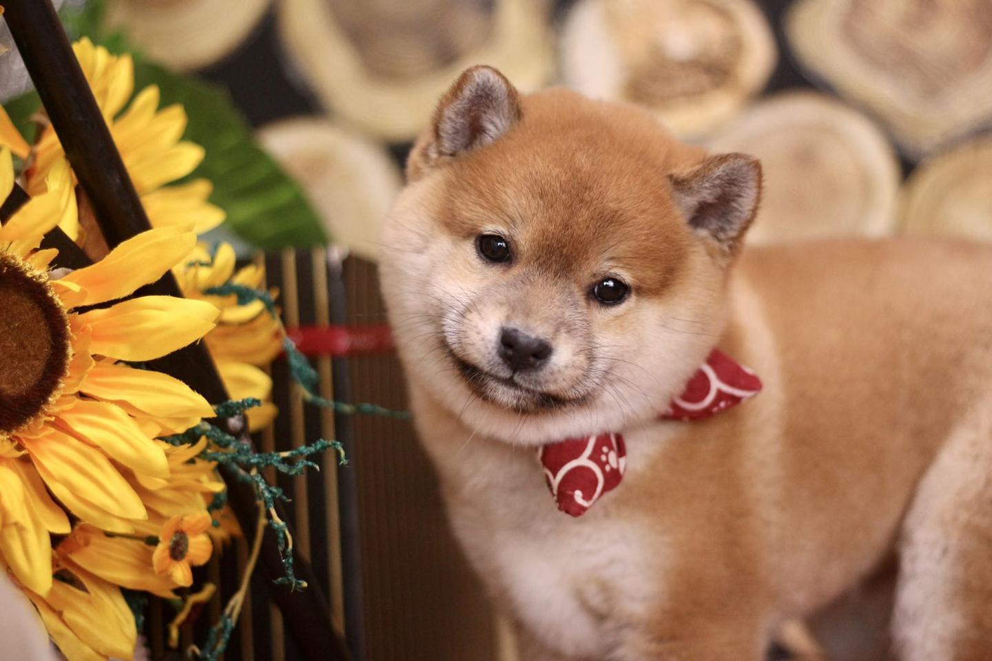 2021柴犬价格一览表- 知乎