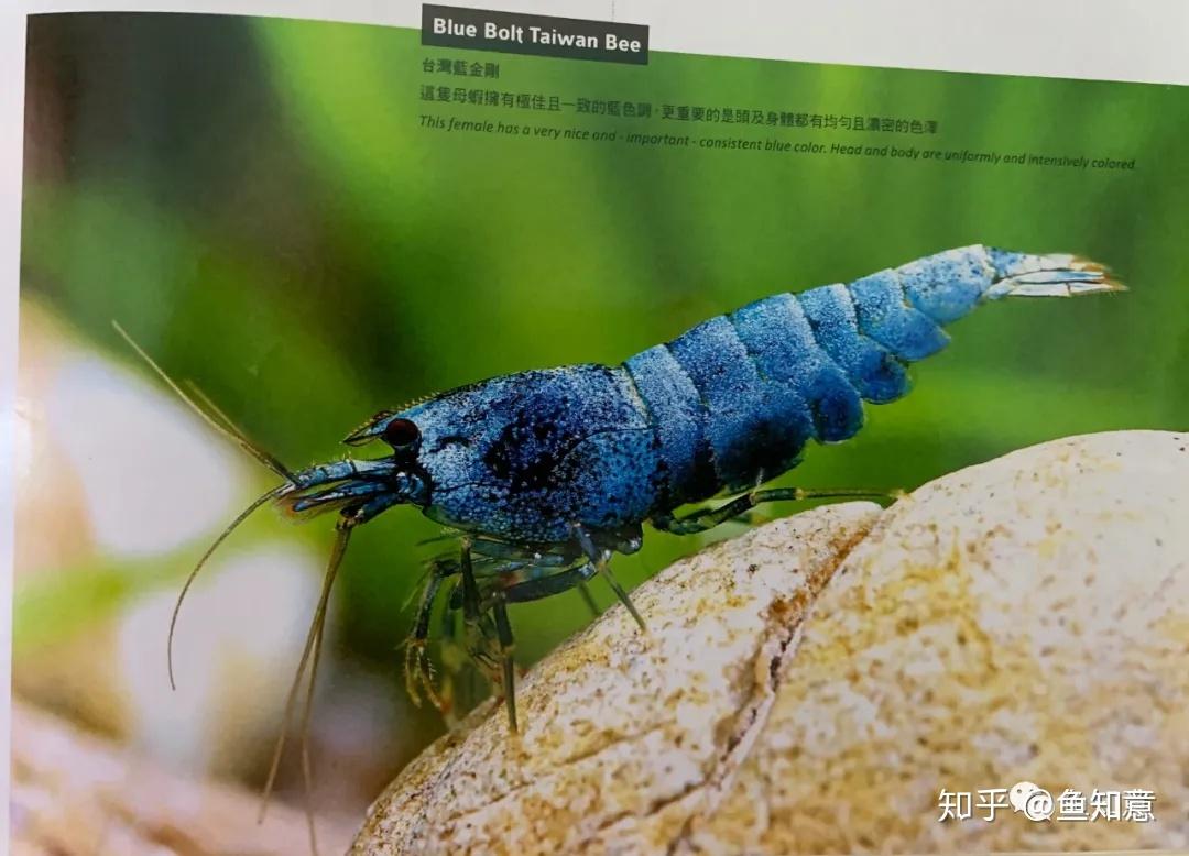 银河鱼骨水晶虾