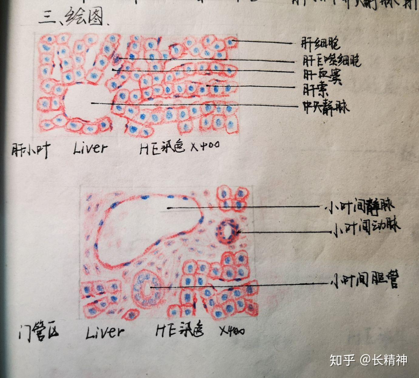 组胚实验红蓝铅笔手绘图 - 知乎