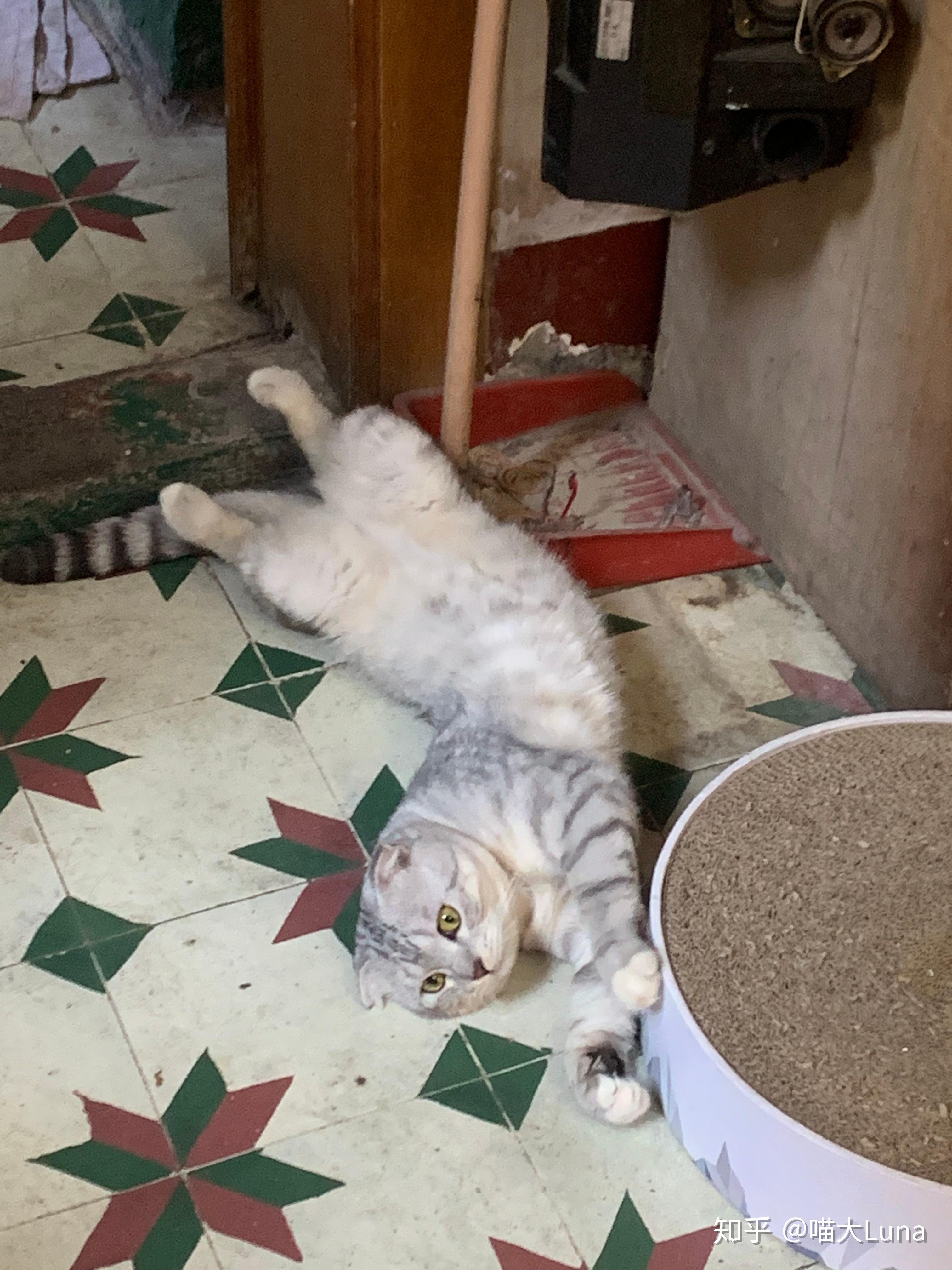 狗为什么爱吃猫粮的原因 v2-e21ac9c10d539f4b26bb01569f7011df_r.jpg