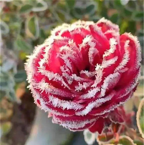 冬天下雪了4种花不要搬进暖气房冻一下来年开花才漂亮