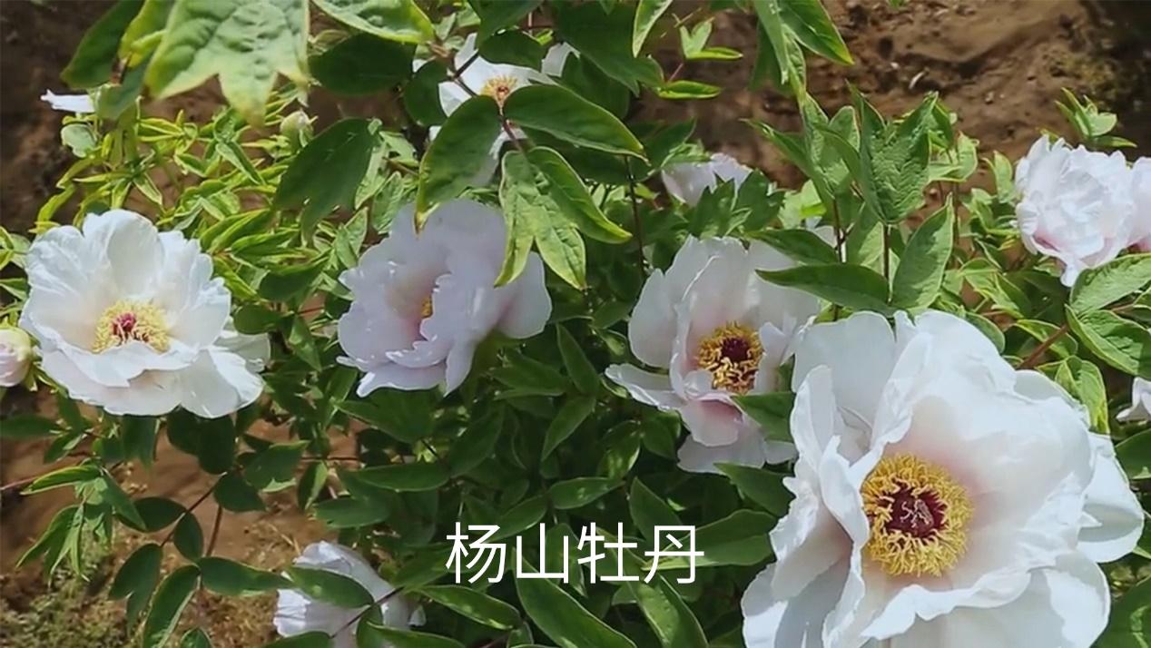 九大野生原种牡丹之杨山牡丹家谱及原产地区分布