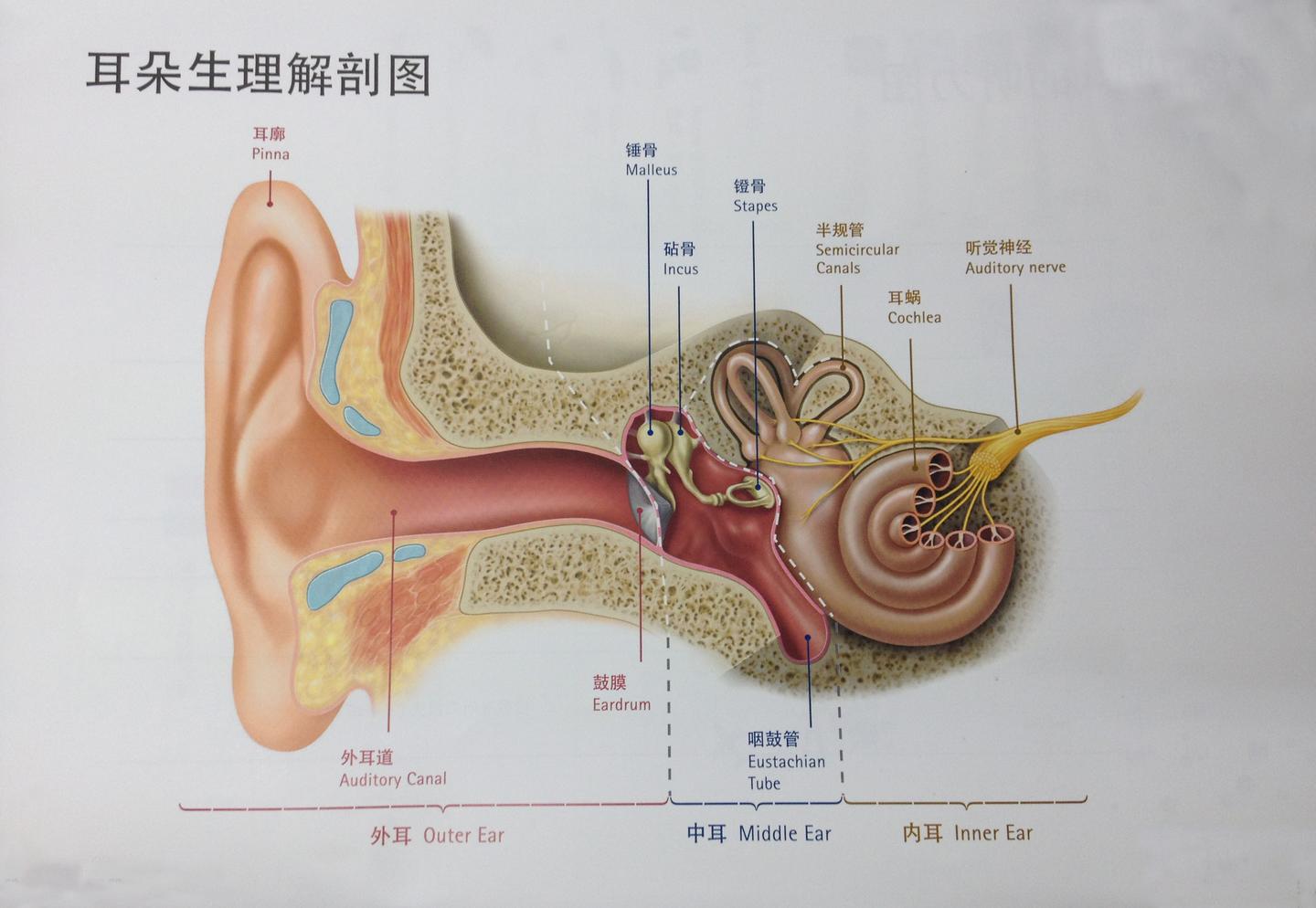 外耳道炎的三大危害是什么呢 知乎