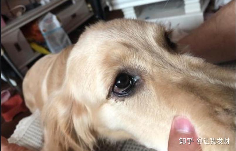 有一些狗狗的眼部会生长有一些倒睫毛,因为倒睫毛的生长会刺激眼部