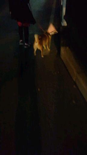 如何看待异烟肼毒狗的行为?