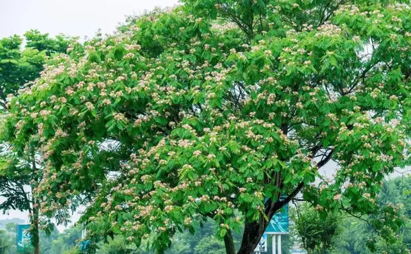 开花乔木成为18年大热门哪些树种更受欢迎 知乎