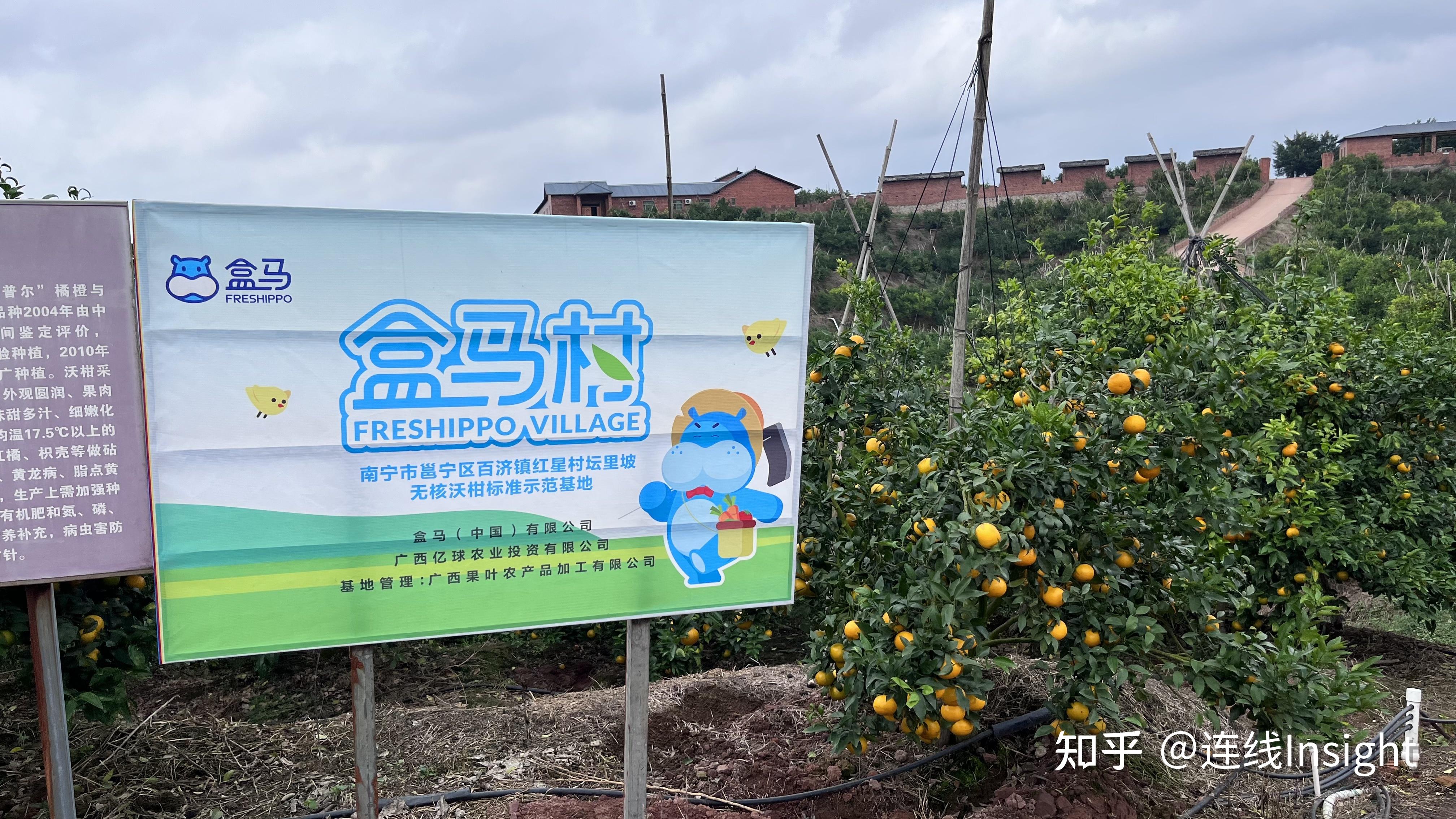 种无核沃柑成硬核收入广西盒马村果农收入翻5倍