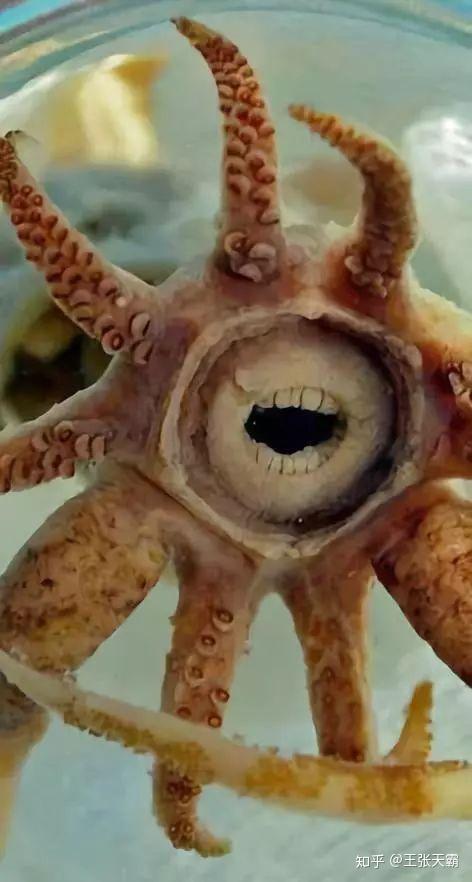 章鱼恐怖可怕图片