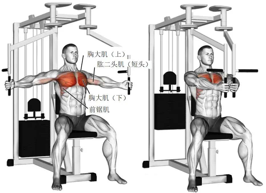 胸大肌锻炼方法图片