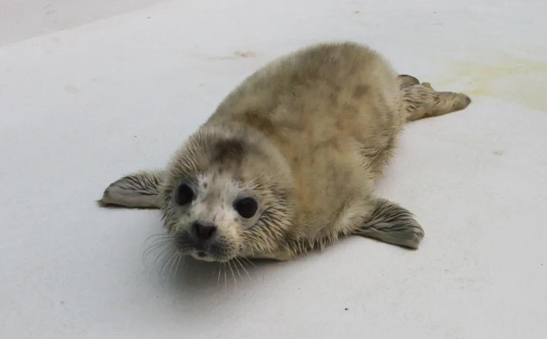 国际海豹日丨"豹豹们"渴望你的抱抱" - 知乎
