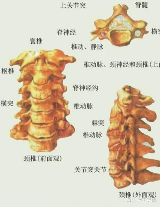 由7个形状,功能各异的兄弟组成.第一就是居于最高位置的颈椎团.