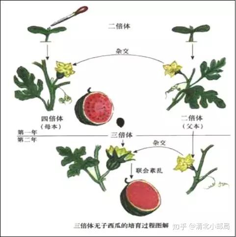 太有趣了高中生物杂交育种与诱变育种详解这样学习生物还怕不会吗
