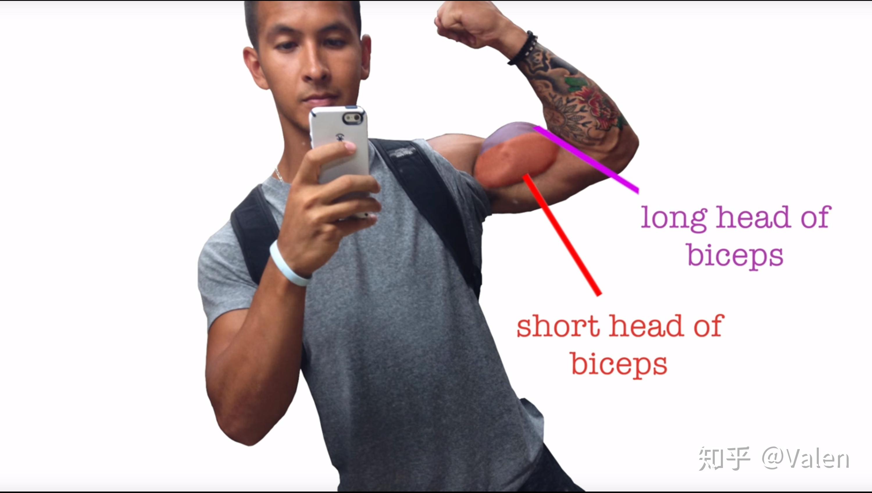 在收缩的状态下,视觉上,短头负责手臂的宽度和厚度(维度),而长头负责